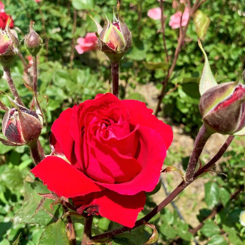 Red Rose Plant Live - Image 6
