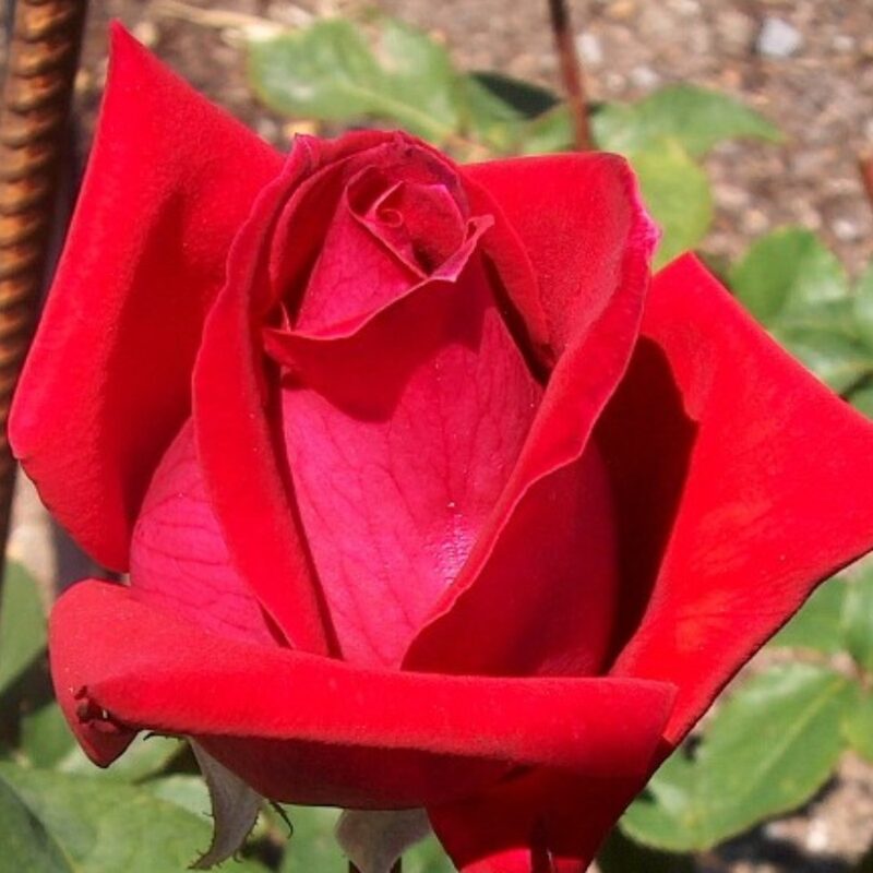 Red Rose Plant Live - Image 4