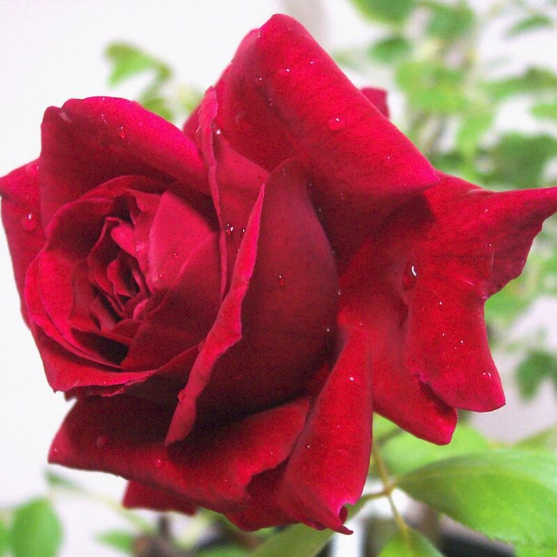 Red Rose Plant Live - Image 3