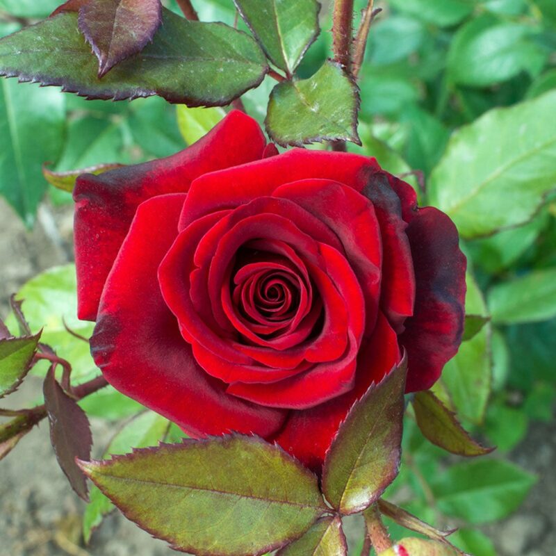 Red Rose Plant Live - Image 2