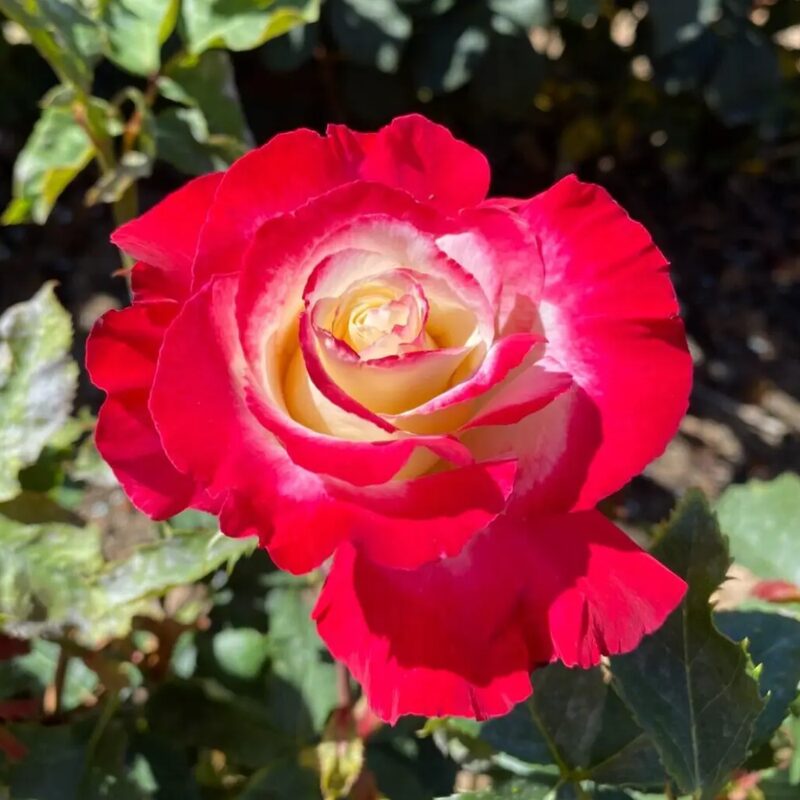 Double Delight Rose Plant Live - Image 6