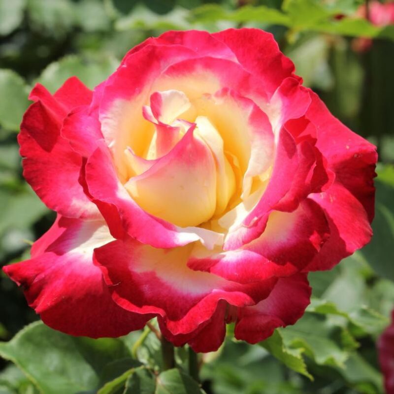 Double Delight Rose Plant Live - Image 5