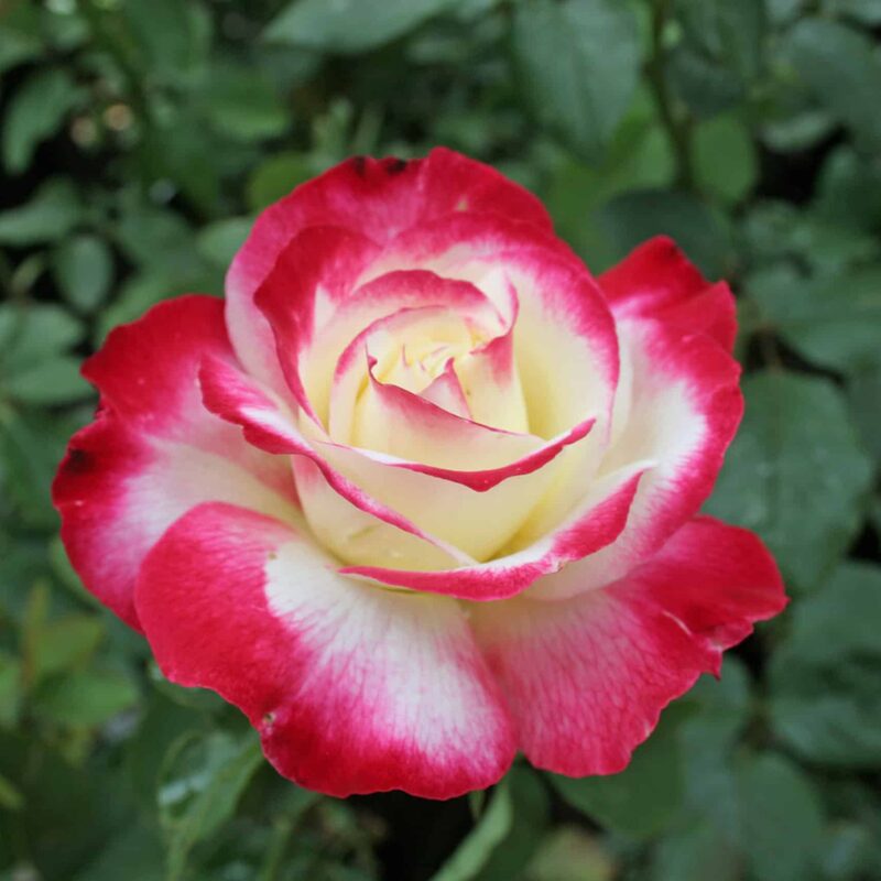 Double Delight Rose Plant Live - Image 3