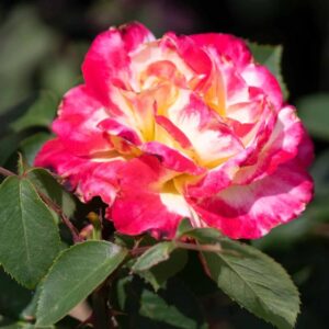Alternative view of Double Delight Rose Plant Live