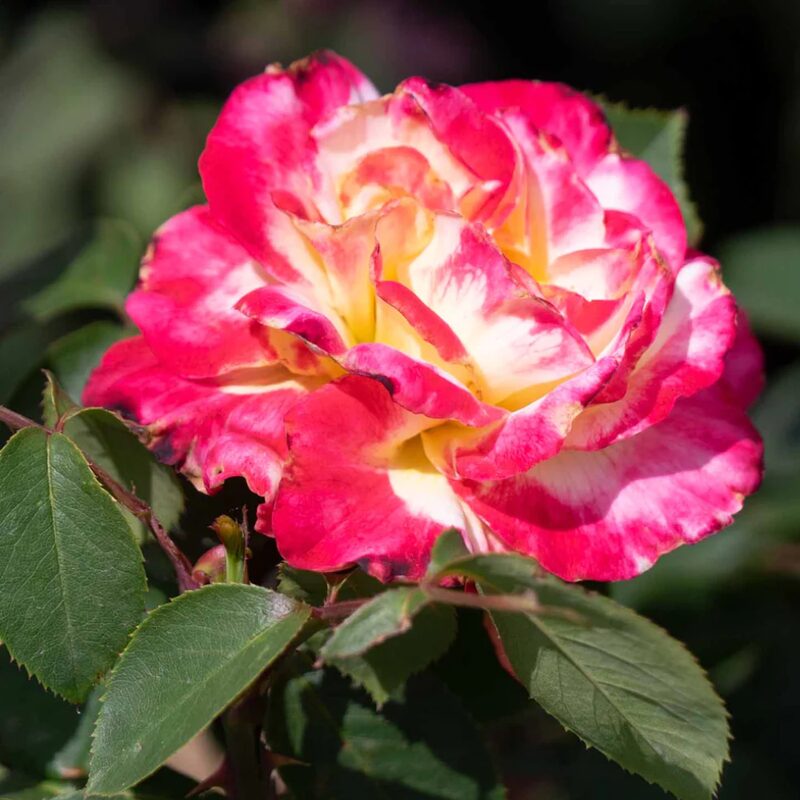 Double Delight Rose Plant Live - Image 2