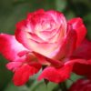 Double Delight Rose Plant Live