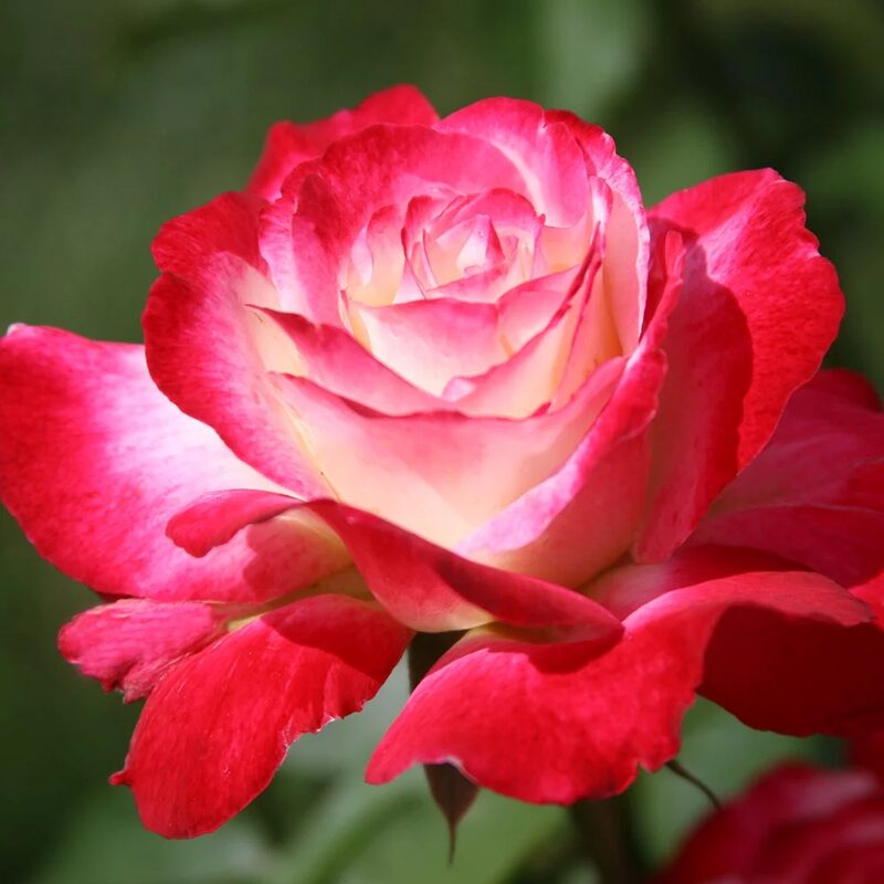 Double Delight Rose Plant Live