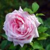 Rose Bush, Many Types, 5-9" Tall, No Pot