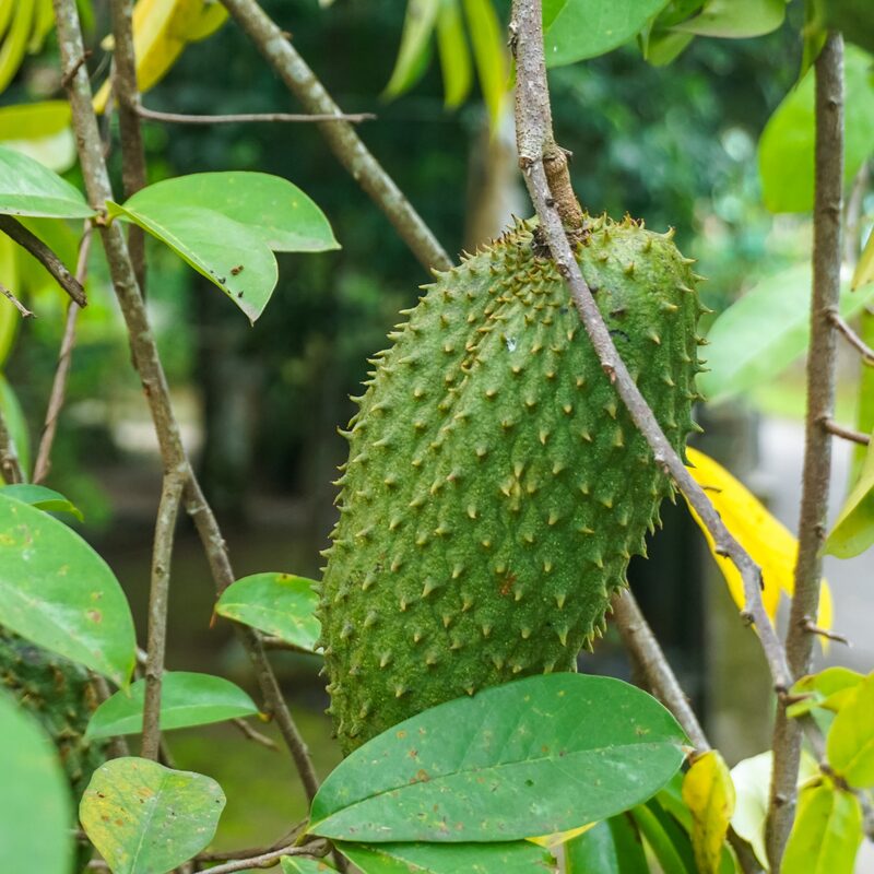 Sweet Soursop Plant 5-8 Inc Tall - Image 4