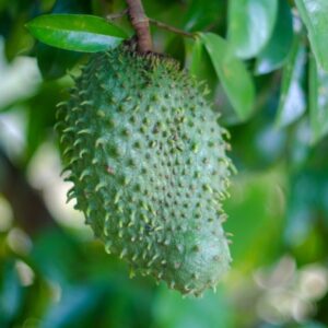 Sweet Soursop Plant 5-8 Inc Tall