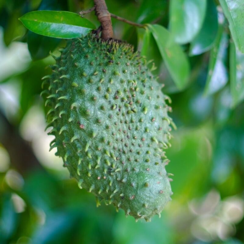 Sweet Soursop Plant 5-8 Inc Tall