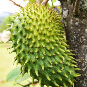 Soursop Tree Annona Muricata 5-9 Inc Tall