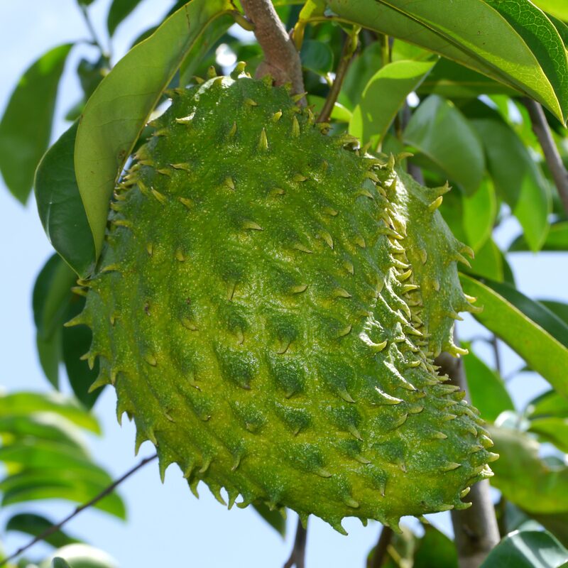 Guanabana Soursop Tree 5-9 inc Height - Image 6
