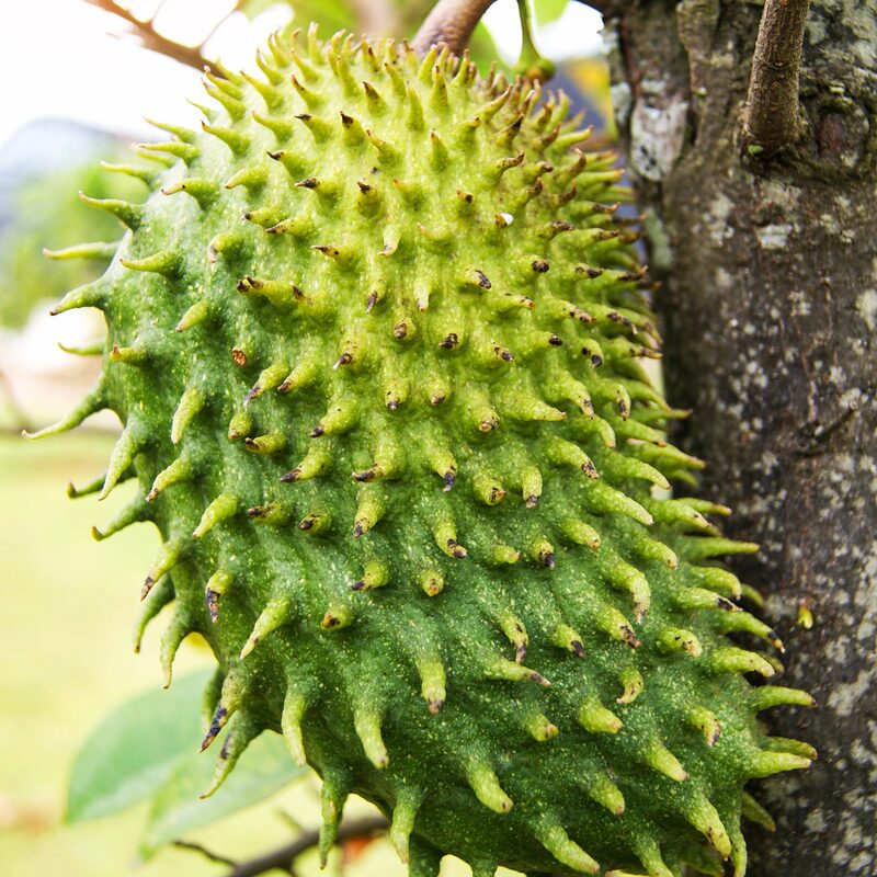 Guanabana Soursop Tree 5-9 inc Height - Image 2