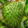 Sweet Soursop Tree 5-9 Inc Tall