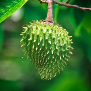 Alternative view of Annona Muricata Giant Soursop Tree 5-9 Inc Tall