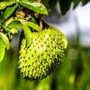 Annona Muricata Giant Soursop Tree 5-9 Inc Tall