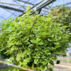 4 Plectranthus Swedish Ivy Plants Live 4-8 Inc Tall, In 4 Inch Pot