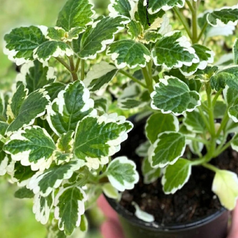 2 Plectranthus Swedish Ivy Plants Live 4-6 Inch Tall