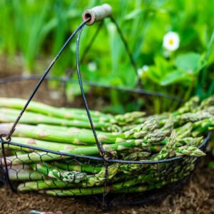 10 Mary Washington Asparagus Crowns, 2 Years Old