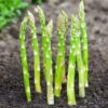 5 Mary Washington Asparagus Crowns, Asparagus Roots 2 Years Old To Grow