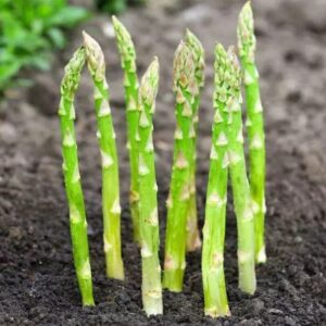Alternative view of 25 Pack Mary Washington Asparagus Roots, 2 Years Old Asparagus Crowns