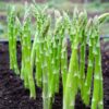 25 Pack Mary Washington Asparagus Roots, 2 Years Old Asparagus Crowns