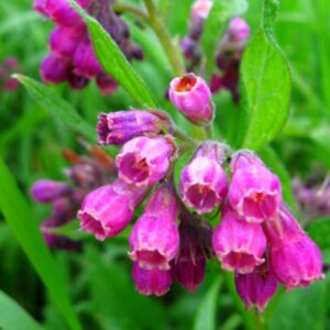 Russian Comfrey Bocking14 Roots - 2 to 4 Inc Tall - Comfrey Roots Plant - Herb Plant Live Roots - No Plant