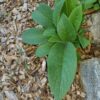 15 Russian Comfrey Bocking 14 Roots - Comfrey Plants Roots - Comfrey Herb Plants - No Plant