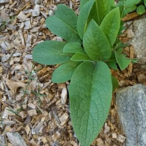 15 Russian Comfrey Bocking 14 Roots - Comfrey Plants Roots - Comfrey Herb Plants - No Plant