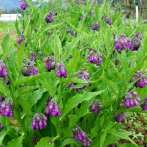 Alternative view of 25 Russian Comfrey Bocking Roots, No Plant