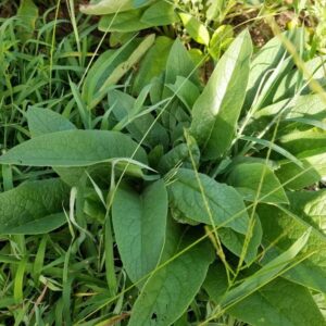 25 Russian Comfrey Bocking Roots, No Plant
