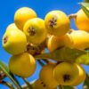 Golden Loquat Rooted - 2 Plants - Japanese Plum Tree