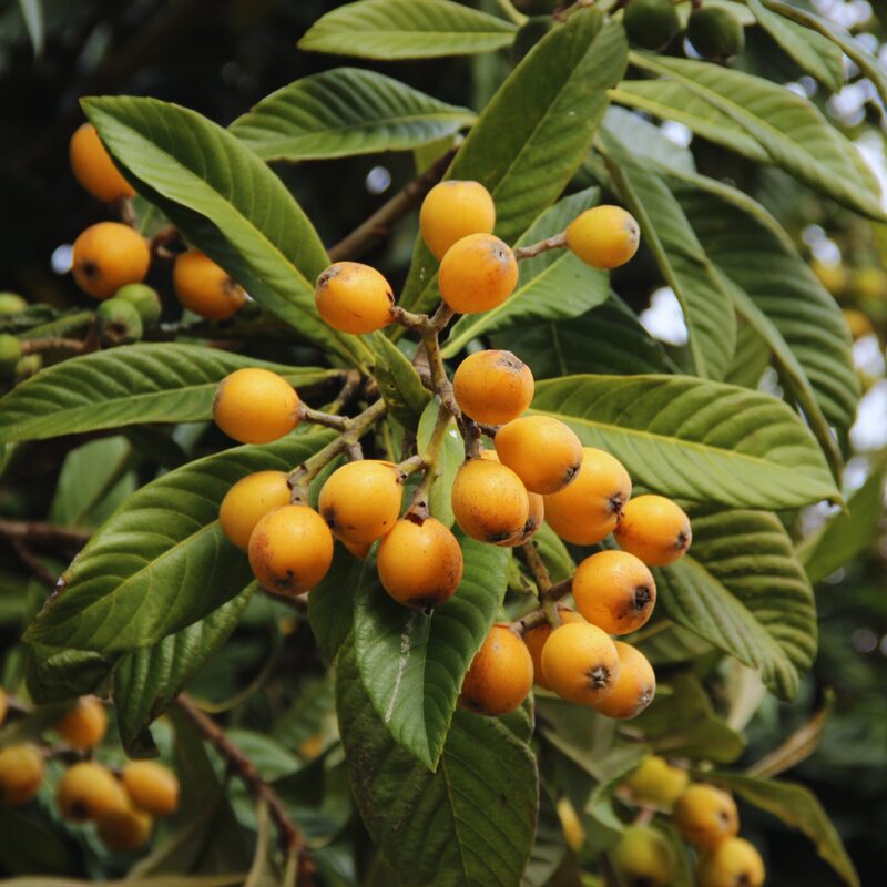 Golden Loquat Plant - Japanese Plum Tree Plant - Image 4