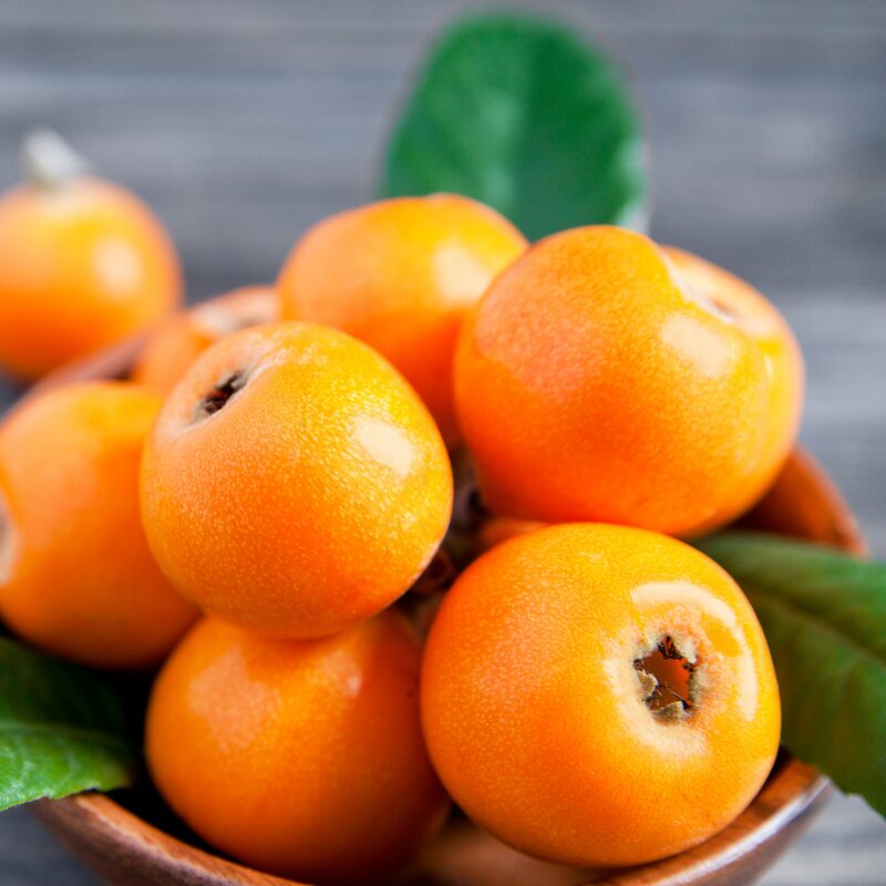 Golden Loquat Tree Plant - Japanese Plum Plant - Image 5