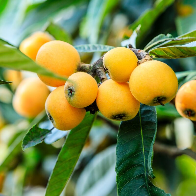 Golden Loquat Tree Plant - Japanese Plum Plant - Image 4