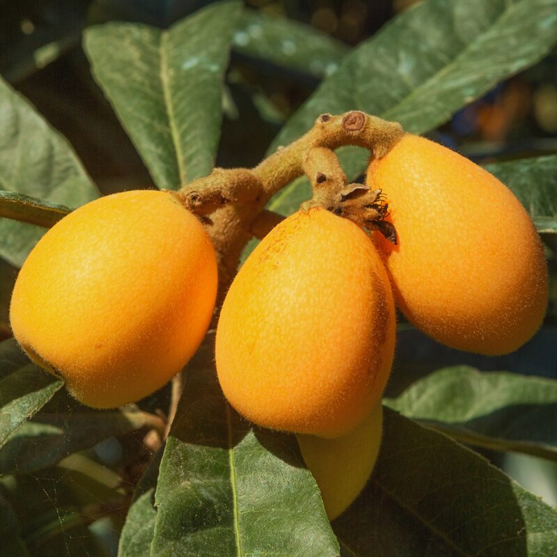 Golden Loquat Tree Plant - Japanese Plum Plant - Image 3