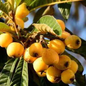 Alternative view of Golden Loquat Tree Plant - Japanese Plum Plant