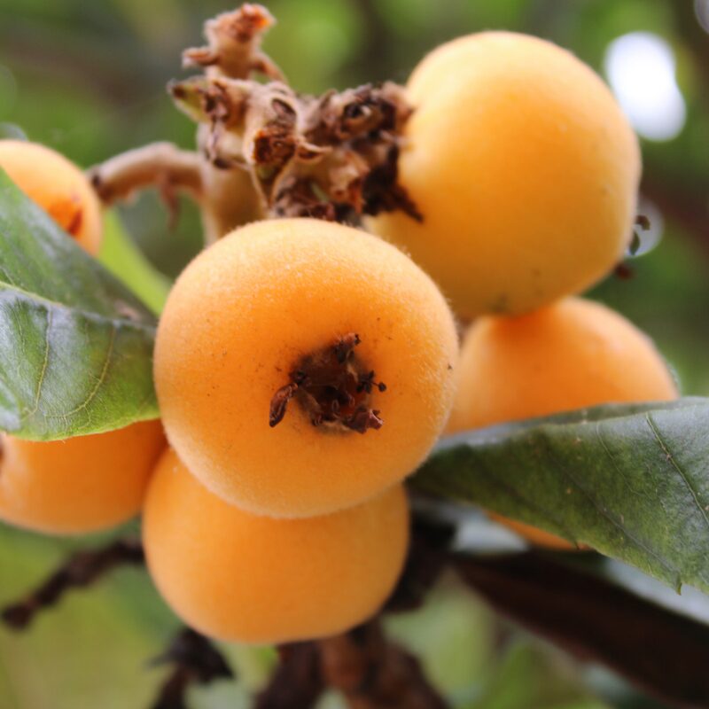 Golden Loquat Tree Plant - Japanese Plum Plant