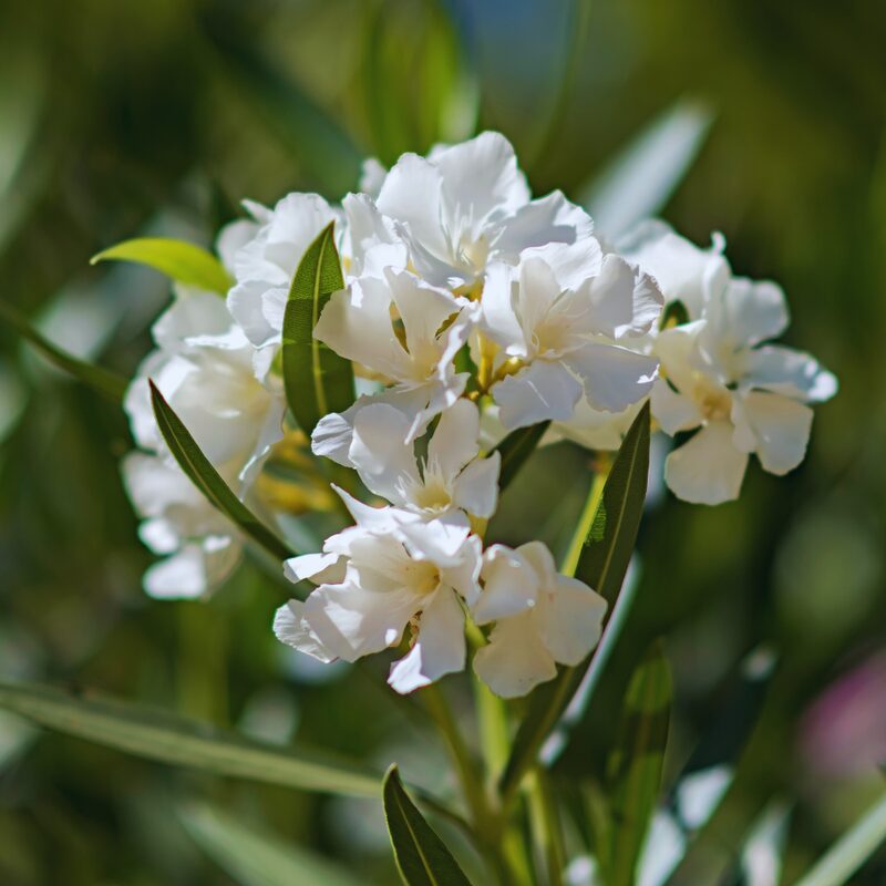 White Oleander Tree Live Plant - Image 3