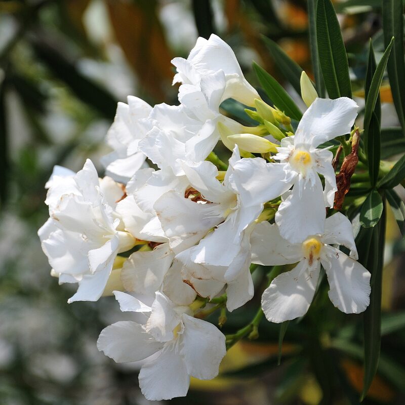 White Oleander Tree Live Plant - Image 4