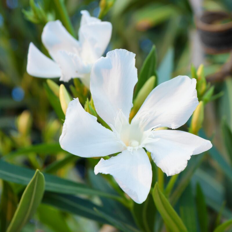 White Oleander Tree Live Plant - Image 2