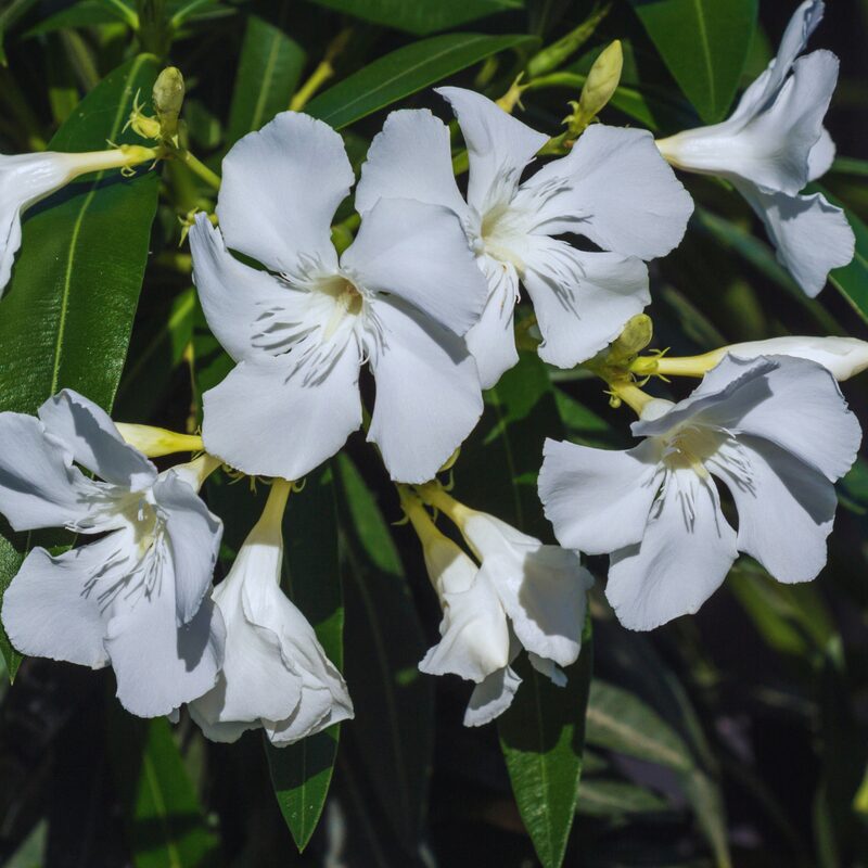 White Oleander - Image 2
