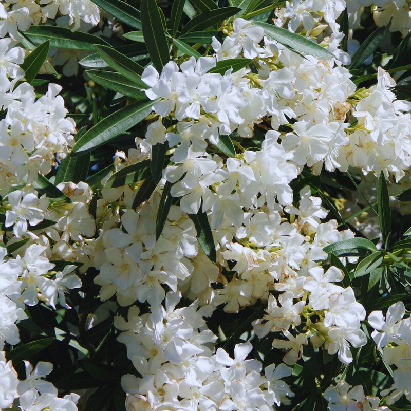 White Oleander Plant Live - Image 4