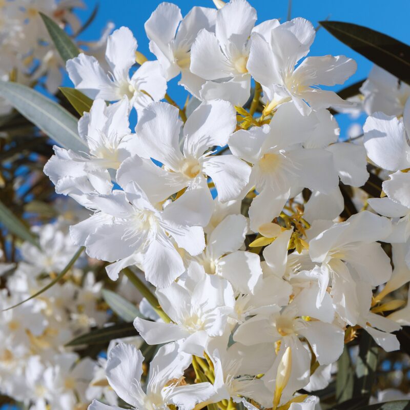 White Oleander Plant Live - Image 2