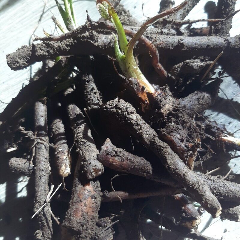 White Oleander Plant - Image 5