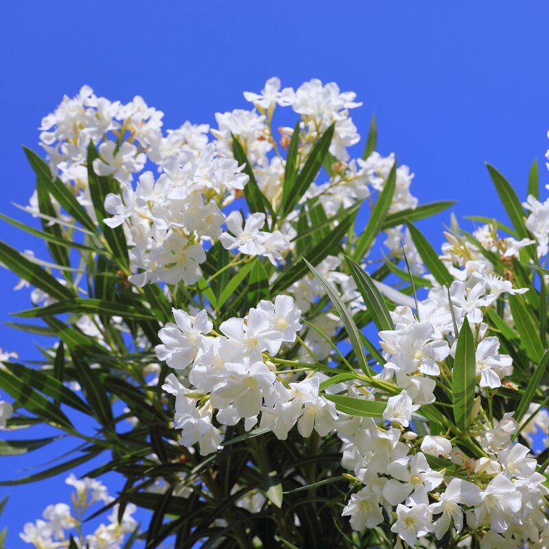White Oleander Plant - Image 2