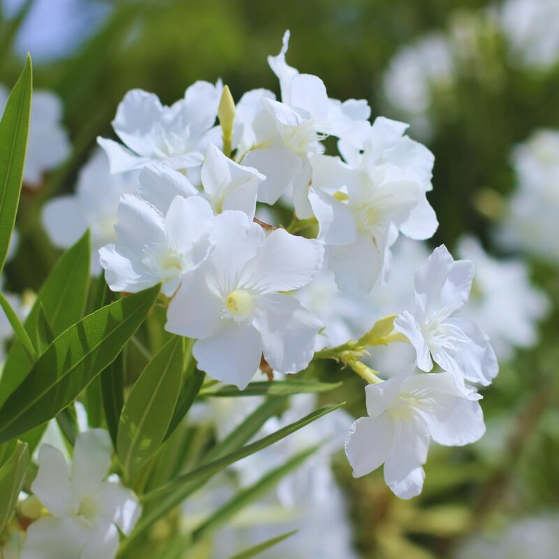 White Oleander Plant