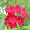 Red Oleander Tree Live Plant