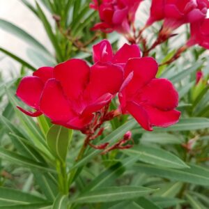 Alternative view of Red Oleander